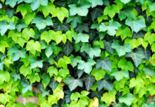 Edera comune 782 0 095 Edera Comune